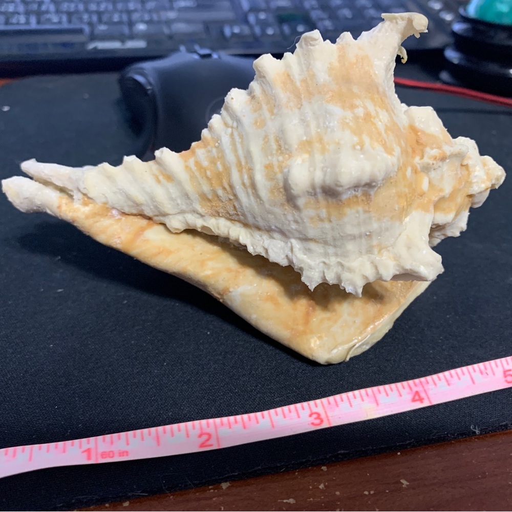Simulated shell coin purse, total length 5.5 inches.